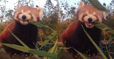 This Happy Red Panda Eating Bamboo Is Our Favorite Foodie | HuffPost