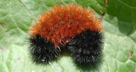 How Did A Woolly Bear Caterpillar Become A Weather Forecaster ...