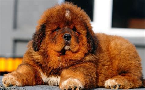 Tibetan Mastiff - All Big Dog Breeds