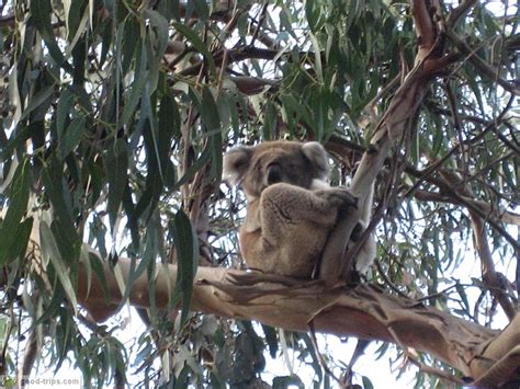 Koala Conservation Centre