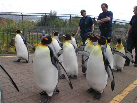 King penguins - Edinburgh zoo 06 - ZooChat