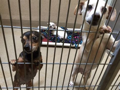 Crowded Sacramento County animal shelter seeks homes for dogs | The ...