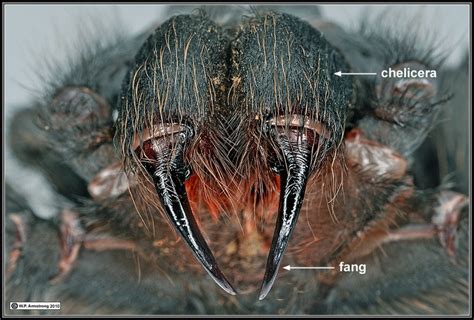 tarantula fangs | Tarantula, Creepy crawlies, Arachnids