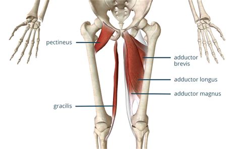 Adductors: The Glute's Sidekick