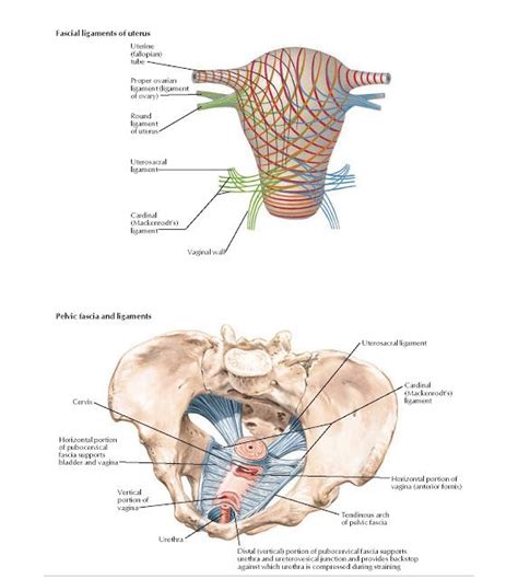 Uterus: Fascial Ligaments Anatomy | Uterus, Anatomy, Fallopian tubes