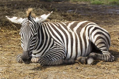 Sleeping Zebra portrait stock photo. Image of african - 12367186