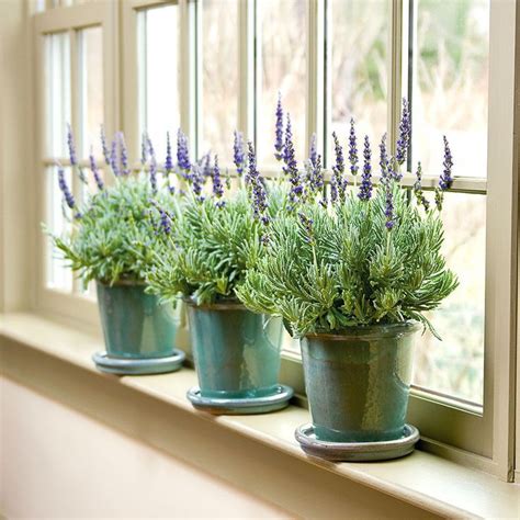 Lavender 'Goodwin Creek Grey' Lavender Care, Growing Lavender, Lavender ...