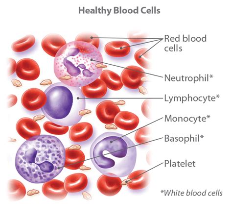 Blood Cancer: Types, Symptoms, Treatment & Survival Rate