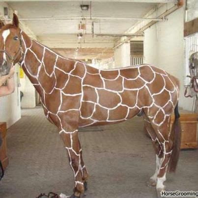 Horse is painted up as a giraffe for its Halloween costume. This is ...