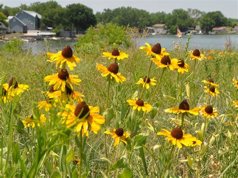 kansas wildflowers: Grayhead Prairie Coneflower