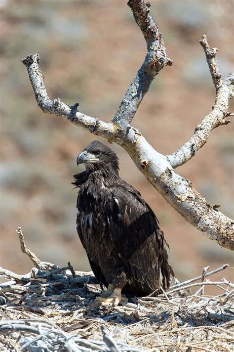 Download A Bald Eagle Sitting On A Nest | Wallpapers.com