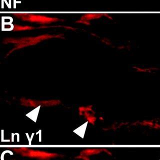 Model of laminin function in peripheral nerve myelination. During ...