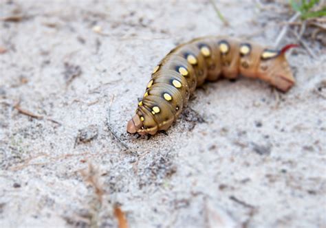 The Giant Sphinx Moth Caterpillar Stock Photo - Download Image Now - iStock