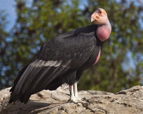 Majestic California condors to be reintroduced to Redwood National Park ...