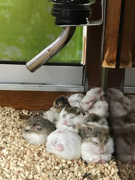 Sleeping hamsters with the king on top : r/aww