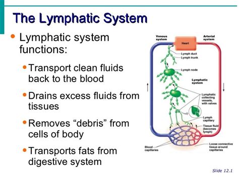 Lymphatic System Notes