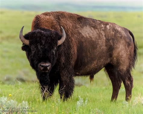 Prairie Nature: Bison in Grasslands National Park, Saskatchewan