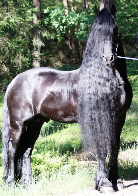 Aron SPORT - Friesian Horse for Sale