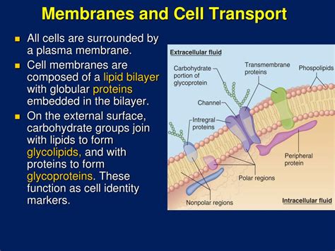 Plant Cell Membrane Function : Membranes and Membrane Lipids - The cell ...