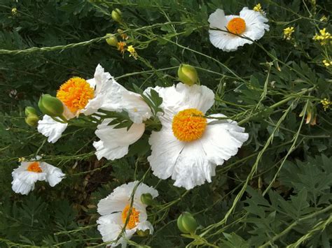 Matilija Poppies (aka “Fried Egg Flower”) or Romneya coulteri | Eggs ...