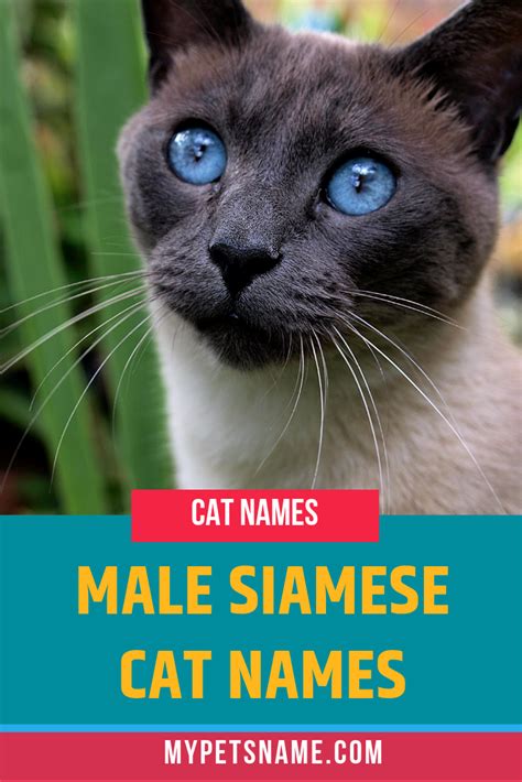 Male Siamese Cat Names | Cat names, Siamese cats, Kitten names