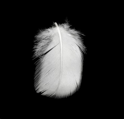 Premium Photo | White feather texture background