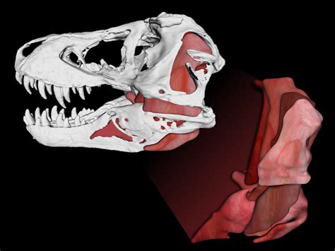 Tyrannosaurus Rex's Bite Force Measured 8,000 Pounds, Scientists Say ...