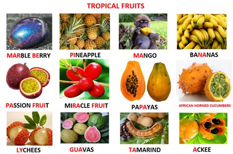 Examples-of-Tropical-Fruits.png (798×528) | Tropical fruits, Learn ...