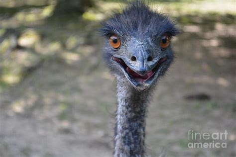 Funny Emu Has Something To Say Photograph by Barb Dalton