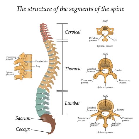 Thoracic Vertebrae (Thoracic Spine) – Anatomy Labeled