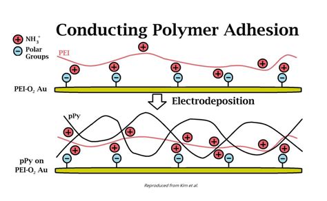 Research Spotlight: Conducting Polymer & Gold Electrode Adhesion ...