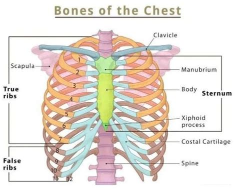 Bones of the Chest - MEDizzy