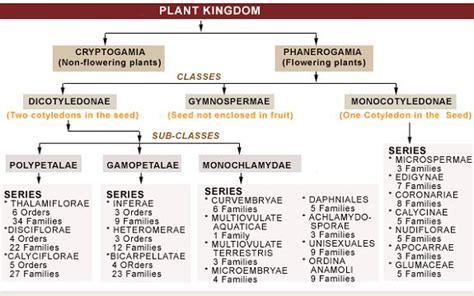 Plant Taxonomy: Types of Classification - W3schools