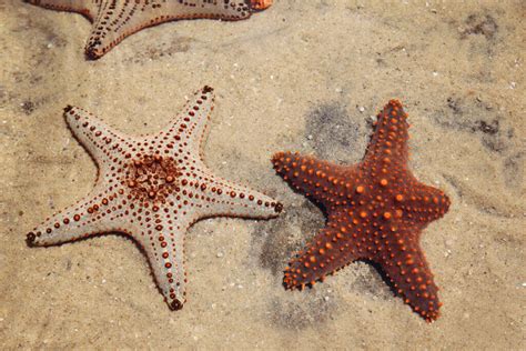 Starfish Regeneration: The Secret of Life? - My Animals