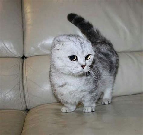 Pin on Pretty Kitties | Munchkin cat, Munchkin cat scottish fold, Cute cats