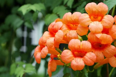 Premium Photo | Orange cordia flowers in a blooming on tree.