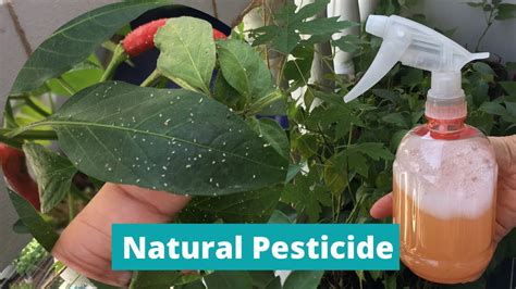 DIY PESTICIDE | HOMEMADE INSECT REPELLANT | Natural Pesticide for ...