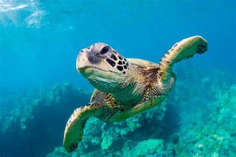 Sea Turtle Word Search, Crossword Puzzle, and More