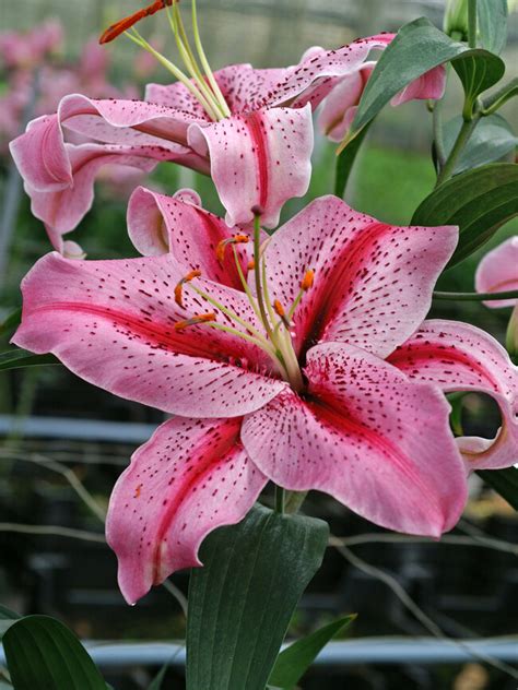 Lily Tiger Edition Oriental | Bluestone Perennials