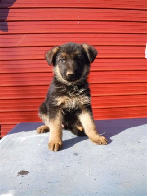 German Shepherd Puppy For Sale Near Me