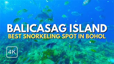 The BEST Snorkeling Spot in Bohol Province | Balicasag Island ...