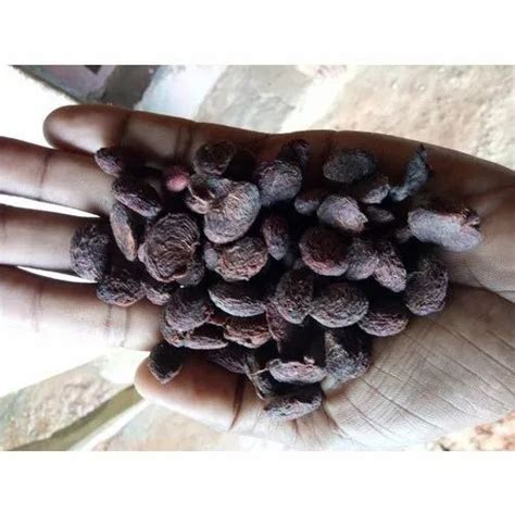 Kokum Seeds (Garcinia Indica seed) at Rs 25/kg | Kokum in Haveri | ID ...