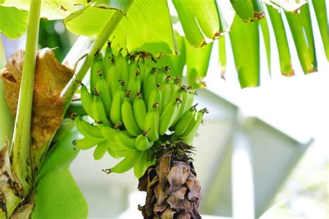 The Apple Banana Tree - Minneopa Orchards