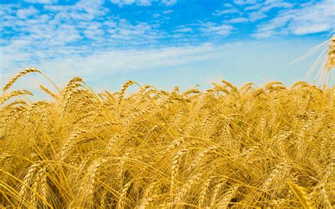 HD Wheat Field Background HD Wallpaper | Download Free - 140463