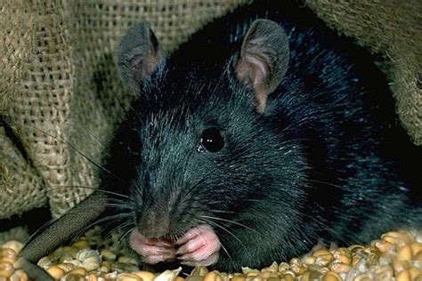 Rats may not have been responsible for the Black Death plague in Europe ...