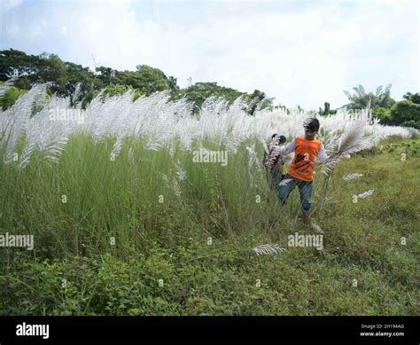 Children collect kash phool, also known as Kans Grass, which bloom in ...