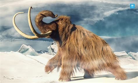 Researchers Say Woolly Mammoth Went Extinct 4000 Years Ago On An ...