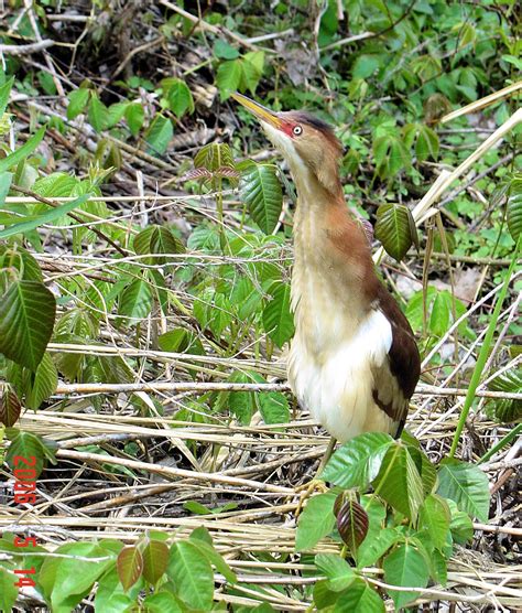 Patuxent River Park — Prince George's Audubon Society