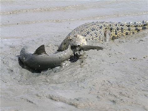 Google Wild: shark vs crocodile in clean water