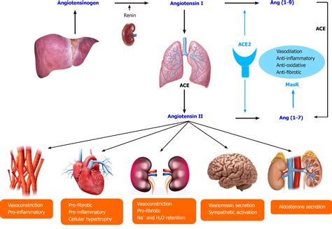 Angiotensin-converting enzyme 2 receptors, chronic liver diseases ...